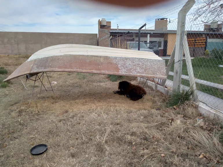 Moro solía descansar debajo de una lancha en el terreno de la esquina del barrio. Moro solía descansar debajo de una lancha en el terreno de la esquina del barrio.