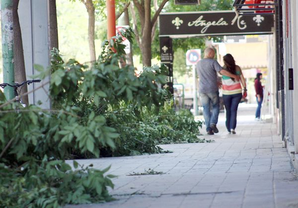 Siguen tareas de poda, a veces con cortes que afean