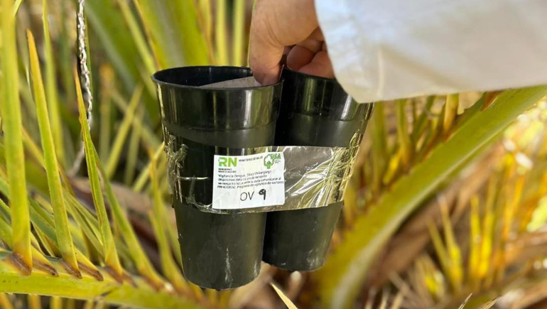 Las ovitrampas, son dispositivos para detectar si existe el mosquito Aedes aegypti. En Cipolletti circula hace meses.
