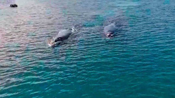 Así llegan las primeras ballenas a la costa de Río Negro