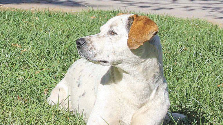 Los veterinarios recomiendan no pasearlos cuando el sol está muy fuerte.