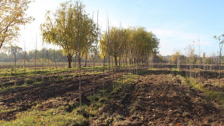 Los árboles están en el vivero municipal de la Isla Jordán.
