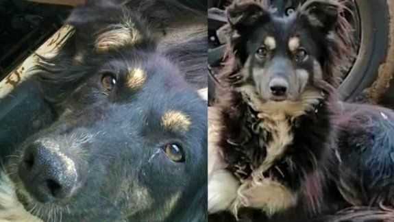 Como si fuera un juego: atropelló y mató a una perrita