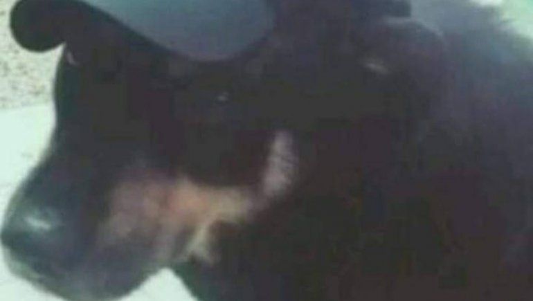 Emocionante acto de despedida a un perrito que vivía en una comisaría 