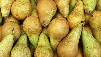 La pera de variedad Conference, es la de mayor volumen en stock. La pera de variedad Conference, es la de mayor volumen en stock.