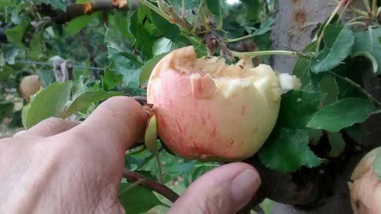 El granizo dañó tanto las frutas como las plantas.