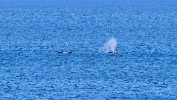 ballenas brindaron un espectaculo emocionante en las grutas
