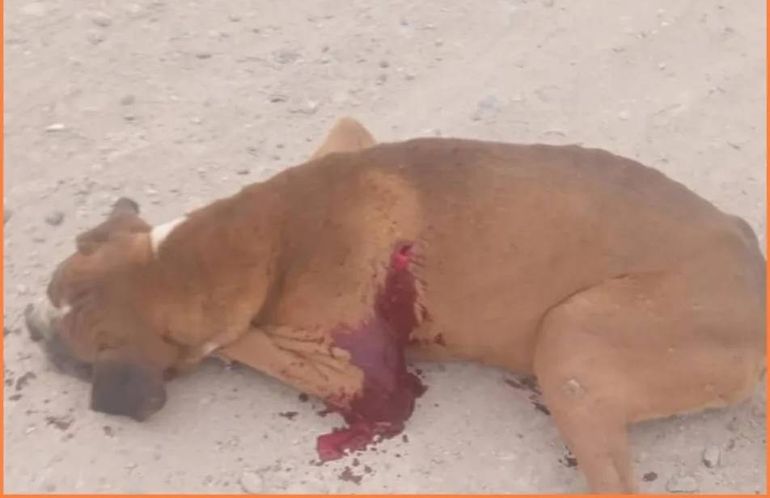 El perro asesinado a puñaladas en la vía pública. Foto Todo Roca.