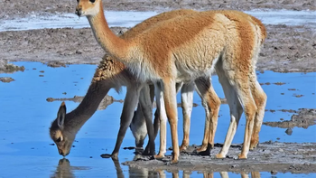 Las vicuñas son desplazadas hacia la estepa cuando el ganado doméstico monopoliza las vegas de la puna. | LMCipolletti.com Las vicuñas son desplazadas hacia la estepa cuando el ganado doméstico monopoliza las vegas de la puna.