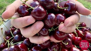 Las exportaciones argentinas de cerezas alcanzaron las 4.985 toneladas y generaron US$16,8 millones. | LMCipolletti.com Las exportaciones argentinas de cerezas alcanzaron las 4.985 toneladas y generaron US$16,8 millones.