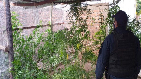 Aseguró que 53 plantas de marihuana eran para consumo personal 