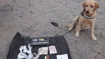 tres perros que detectan droga pasan a retiro