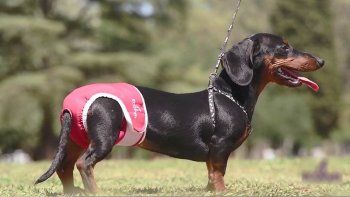 pañal para perros.jpg