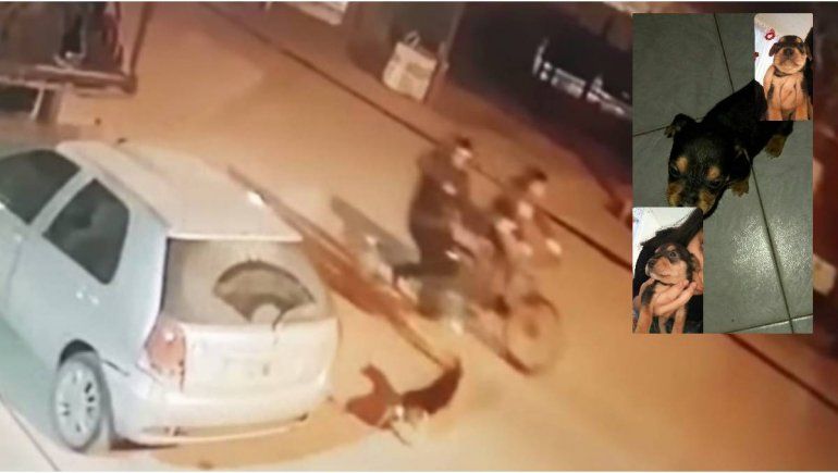 Video: pasó en bicicleta, disparó a quemarropa y mató a un perro