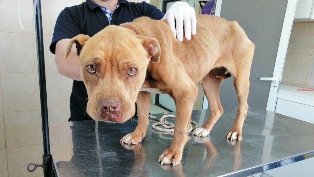Rescataron a una pitbull que era maltratada en una casa
