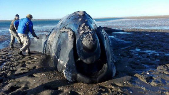 Río Negro integra la Red de Varamientos de Fauna Marina