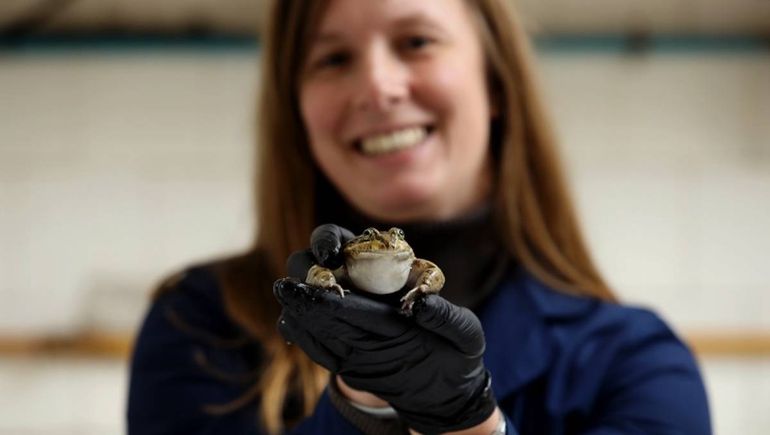 Ranas estresadas. La investigación de Florencia Bahl fue publicado en una revista científica. Ranas estresadas. La investigación de Florencia Bahl fue publicado en una revista científica.