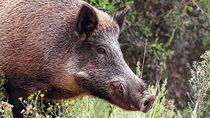 La población de jabalíes salvajes en zonas cercanas a Bariloche está en aumento en los últimos años.
