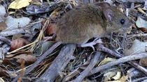 El roedor que transmite el  hantavirus  / Foto Archivo