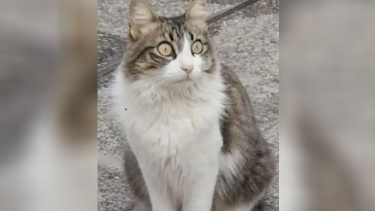No se salva nadie: se robaron a la gatita de una clínica y las administrativas buscan recuperarla