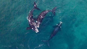 las grutas, un paraiso de amor para las ballenas francas