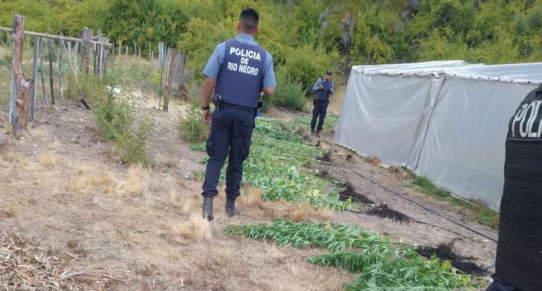 Cerca de 80 plantas de marihuana encontraron polic&iacute;as de R&iacute;o Negro en El Bols&oacute;n.&nbsp;