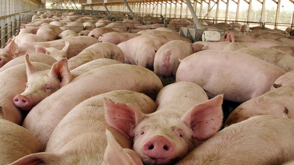 They discovered the first human case of swine flu