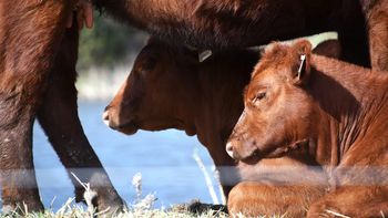 Con plazos alineados al negocio ganadero y ajustes vinculados al precio del novillo o la soja, el Pagaré Producto gana terreno como alternativa de financiamiento en el agro. | LMCipolletti.com Con plazos alineados al negocio ganadero y ajustes vinculados al precio del novillo o la soja, el Pagaré Producto gana terreno como alternativa de financiamiento en el agro.