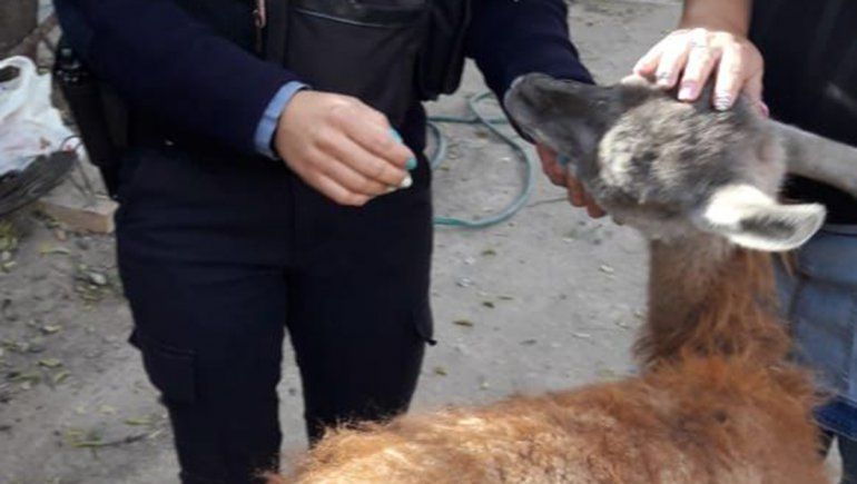 Rescataron a un guanaco que tenían de mascota en una casa