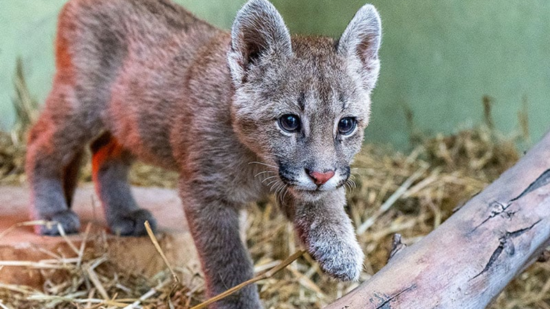 La inédita condena que recibió un joven por matar a un cachorro de puma y filmar la agresión