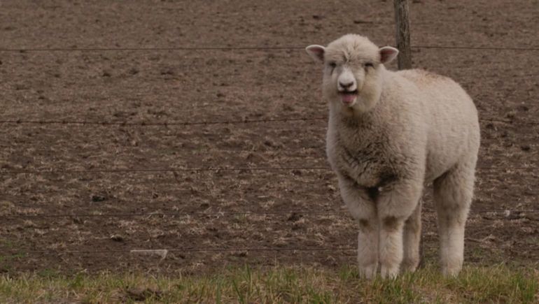 La tuberculosis bovina (TBB) es una enfermedad infectocontagiosa.