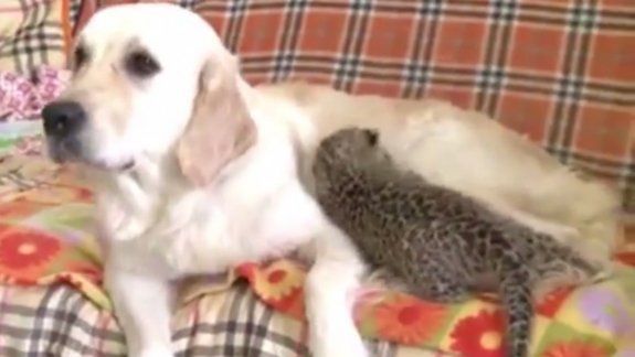 Una perra solidaria adoptó a un leopardito abandonado  