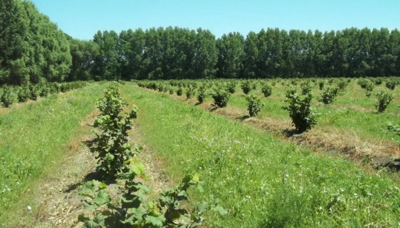 El Valle, tierra fértil para un superalimento.