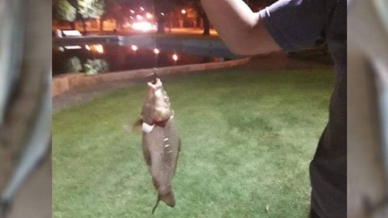 Los vecinos comparten las fotos en un grupo de Facebook. Los vecinos comparten las fotos en un grupo de Facebook.