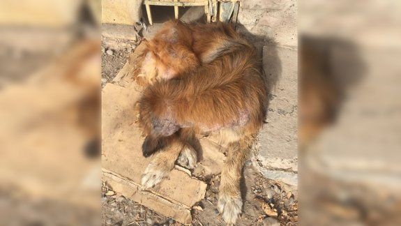 Rescataron a perritos enfermos de una casa en el Luis Piedrabuena