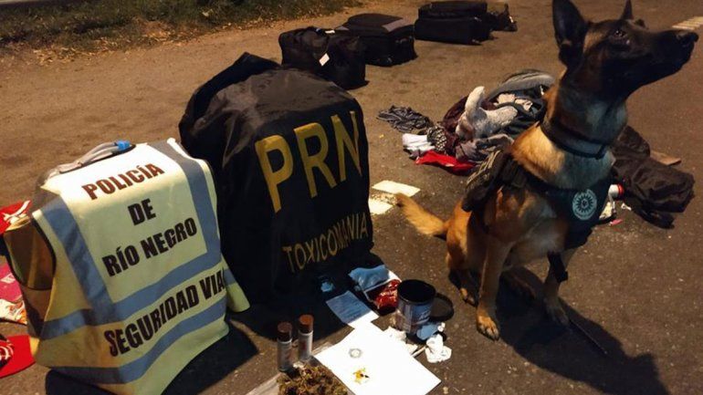 Con el aporte de un perro detector, hallaron marihuana