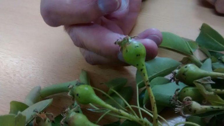 Algunos frutos sufrieron hasta 25 impactos de granizo.