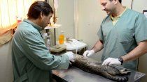 Veterinarios del Alto Valle se reúnen este sábado en Cipolletti.