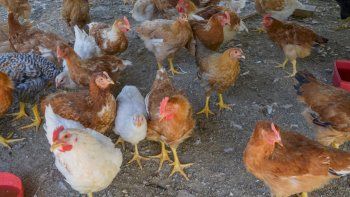 detectaron un nuevo caso de gripe aviar en la region