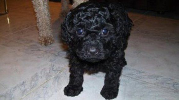 Beethoven, el caniche toy que le robaron al pequeño Lautaro, apareció sano y salvo en el barrio Anai Mapu.