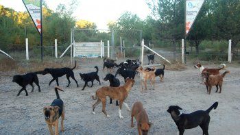 perros del refugio canino atacan a la gente de una toma