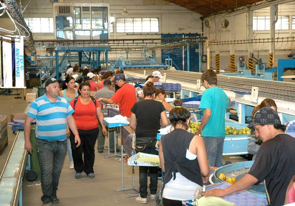 Capacitan 240 personas para embalar fruta