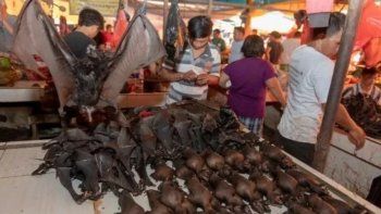 pese a la pandemia, en indonesia se venden murcielagos, perros y ratas