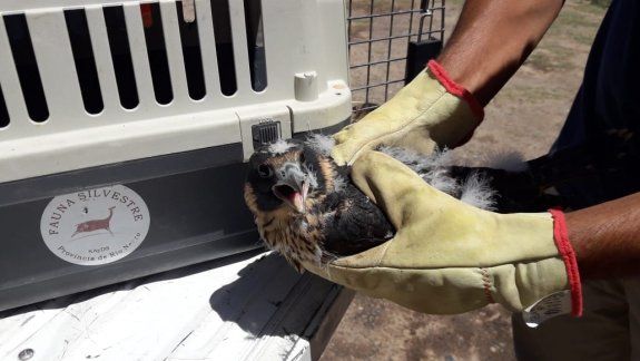 El halcón peregrino que rescataron se reunió con sus hermanos