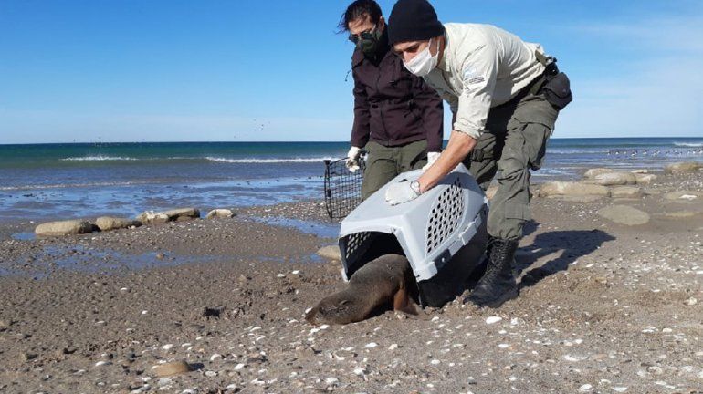 Rescataron y liberaron a un lobo marino y un pingüino en San Antonio Oeste