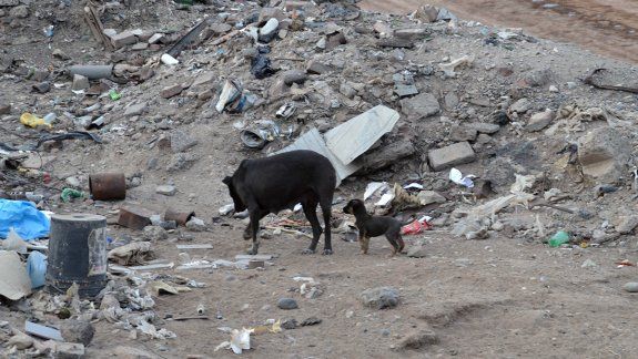Basural: acuchillan a perros grandes y se comen a cachorros