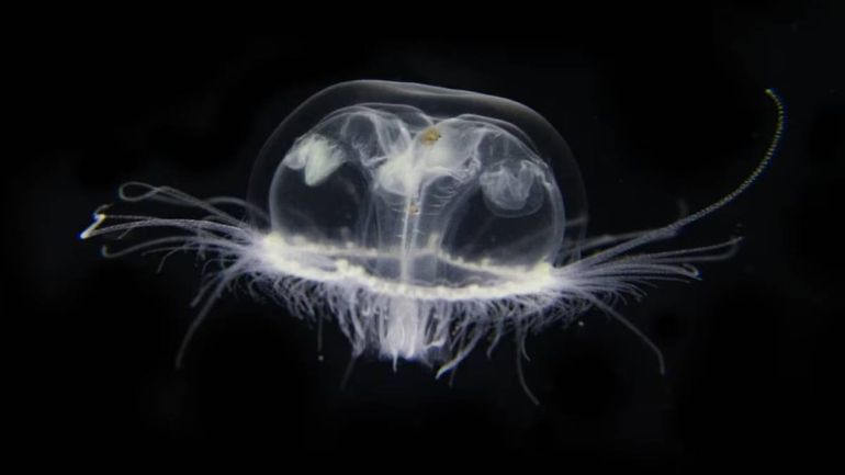 La medusa invasiva de Asia que genera preocupación y será monitoreada en la región.