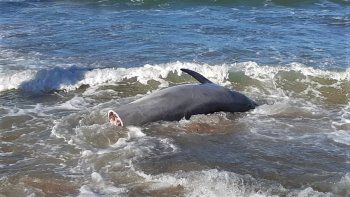 un delfin mutilado aparecio en la playa de las grutas