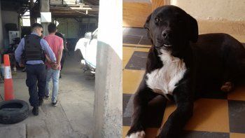 tiene que trabajar en una guarderia canina por maltratar salvajemente a su perro