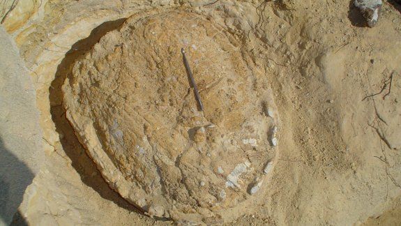 La tortuga fósil fue encontrada por paleontólogos y geólogos.